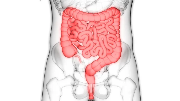 大規模な人間の骨格と小腸の イラストレーション — ストック写真