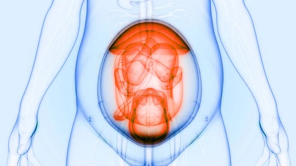 Illustrazione Dell Ecografia Dell Embrione Umano — Foto Stock