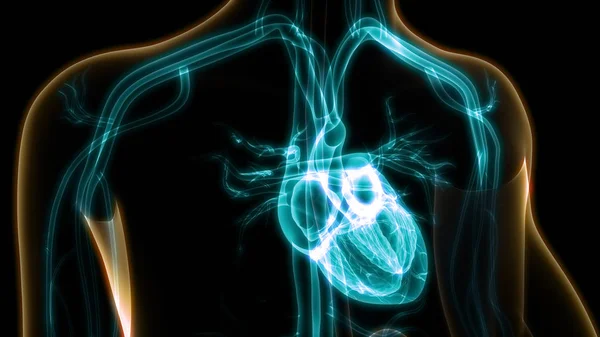 Nsan Vücudu Organlara Kalp Anatomisi — Stok fotoğraf
