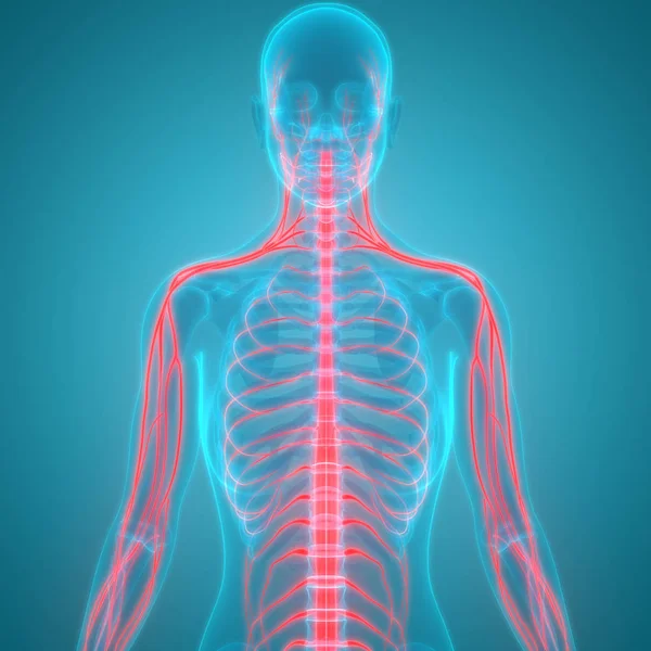Illustration Human Body Organs Spine — Stock Photo, Image