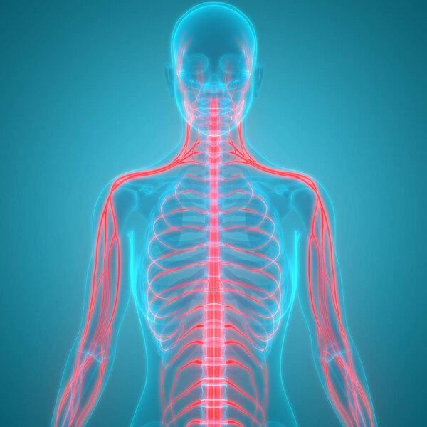 3D Иллюстрация органов человеческого тела, позвоночника
 