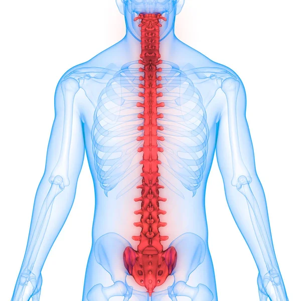 人体器官 脊椎の3Dイラスト — ストック写真