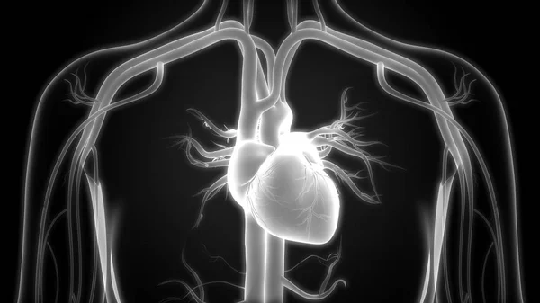 Organi Del Corpo Umano Anatomia Del Cuore — Foto Stock