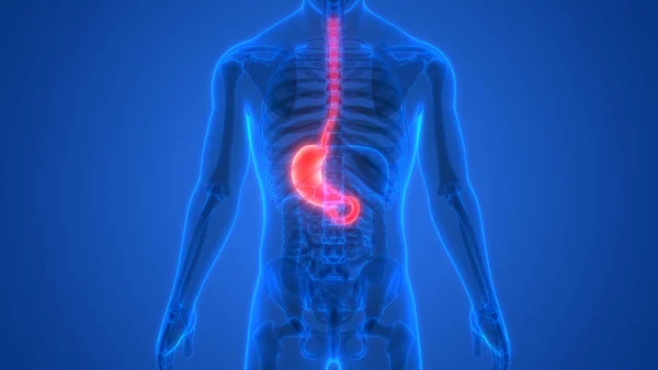 Sistema Digestivo Humano Anatomía Del Estómago — Foto de Stock