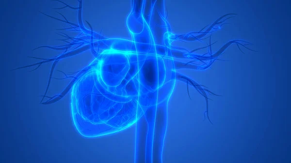 Órganos Del Cuerpo Humano Anatomía Del Corazón — Foto de Stock