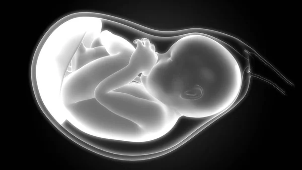 Darstellung Des Menschlichen Embryo Ultraschalls — Stockfoto