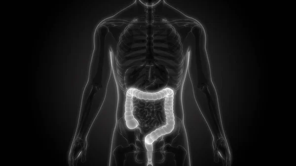 大腸を持つ人間の骨格の3Dイラスト — ストック写真
