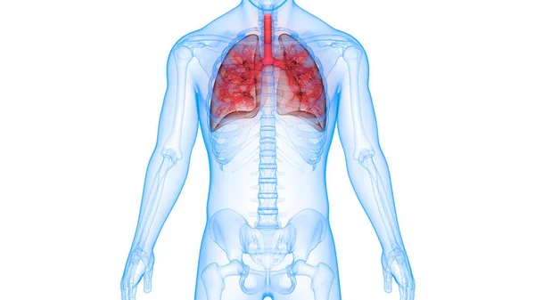 Illustratie Van Het Ademhalingssysteem Van Mens Longen Anatomie — Stockfoto