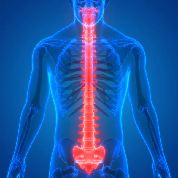 Illustration Human Body Organs Spine — Stock Photo, Image