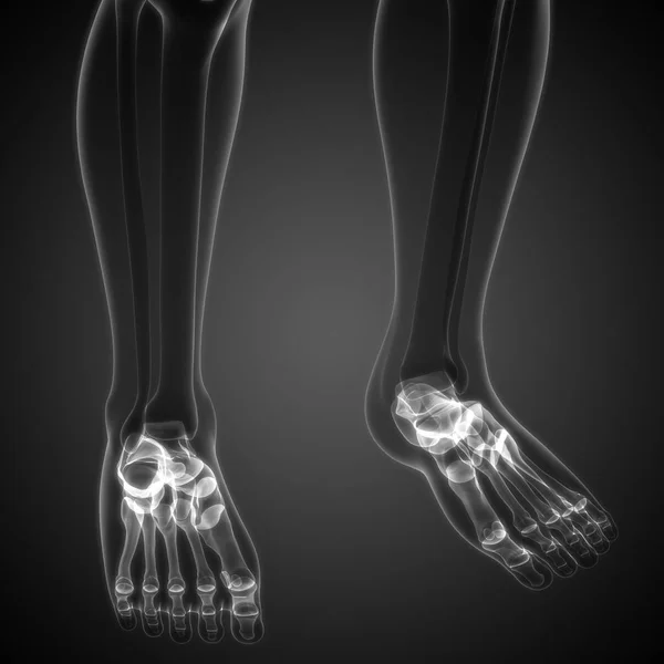 Ілюстрація Скелета Людини Кістки Ніг — стокове фото