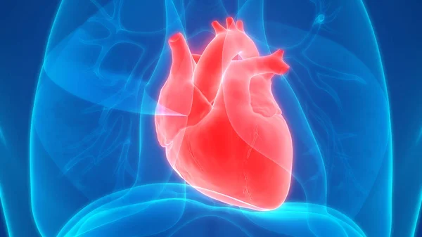 Orgány Lidského Těla Anatomie Srdce — Stock fotografie