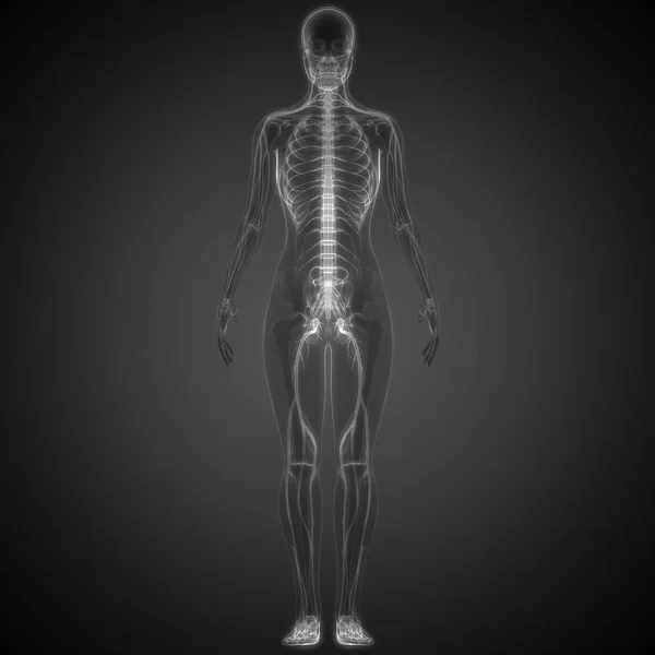 Illustration Human Skeleton System Anatomy — Stock Photo, Image