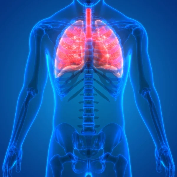 人类呼吸系统 肺解剖学的3D插图 — 图库照片