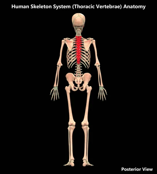 Illustration Menneskelige Skelet System Anatomi Thoracic Hvirvler - Stock-foto