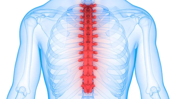 Illusztráció Emberi Test Szervei Gerinc — Stock Fotó