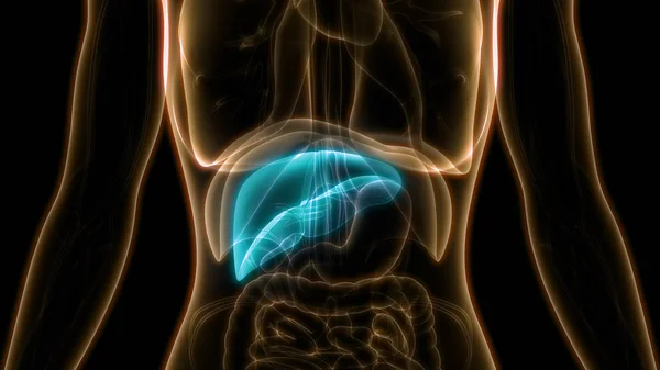 Anatomía Los Órganos Del Cuerpo Humano Hígado — Foto de Stock