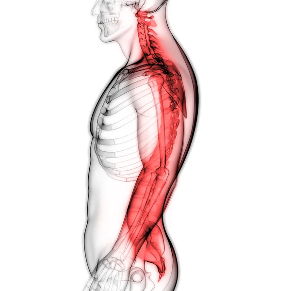 Ilustración Los Órganos Del Cuerpo Humano Columna Vertebral —  Fotos de Stock