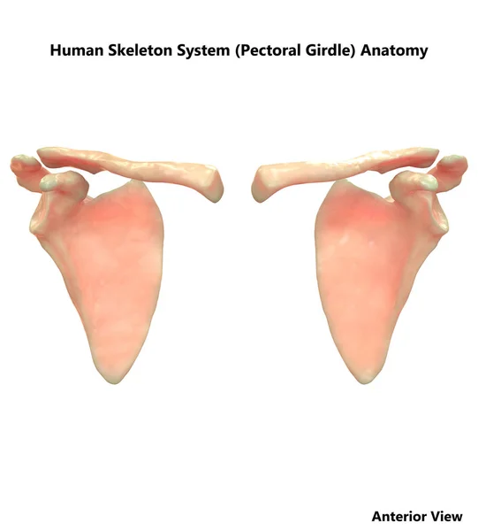 Illustration Der Anatomie Des Menschlichen Skelettsystems Brustgürtel — Stockfoto