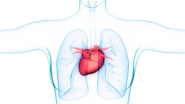 人体器官 心脏和肺解剖学 — 图库照片