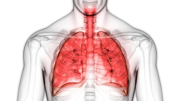 Ilustración Anatomía Pulmonar Del Sistema Respiratorio Humano —  Fotos de Stock