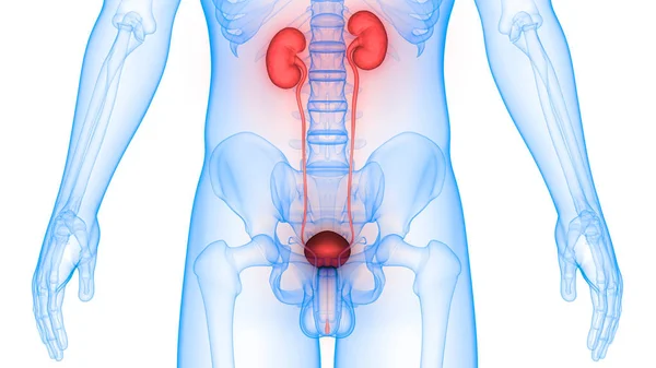 Human Body Organs Kidneys Urinary Bladder — Stock Photo, Image