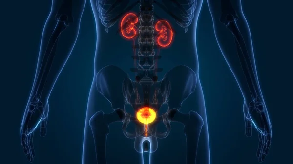 İnsan vücudunun organları (böbrekler mesane ile)