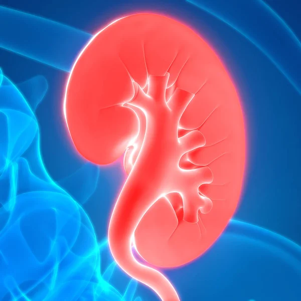 Menselijke Lichaamsorganen Nier — Stockfoto