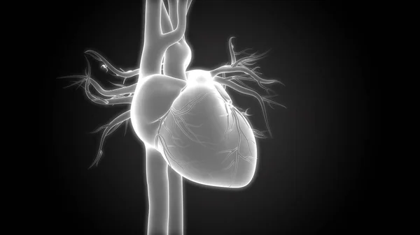 Людське Тіло Органів Серце Анатомія — стокове фото