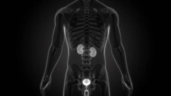 Nsan Vücudunun Organları Böbrekler Mesane Ile — Stok fotoğraf