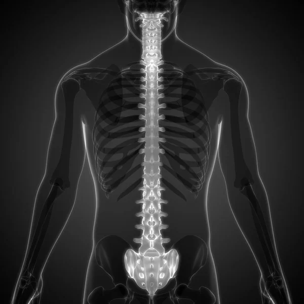 人体器官的3D插图 — 图库照片