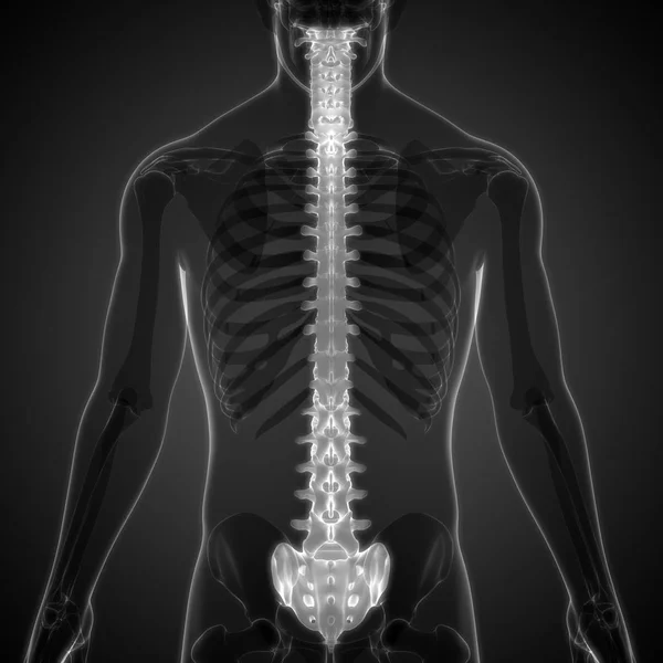 Ilustração Órgãos Corpo Humano Coluna Vertebral — Fotografia de Stock