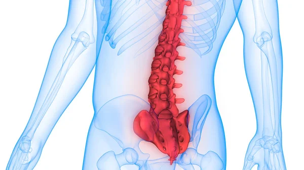 Ilustración Los Órganos Del Cuerpo Humano Columna Vertebral — Foto de Stock