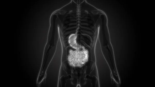 Darstellung Menschlicher Körperorgane — Stockfoto