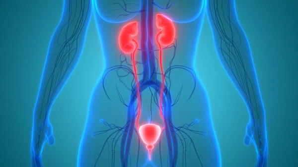İnsan vücudunun organları (böbrekler mesane ile)