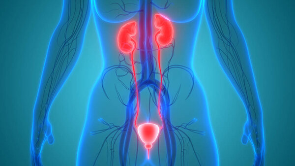 Human Body Organs (Kidneys with Urinary Bladder)
