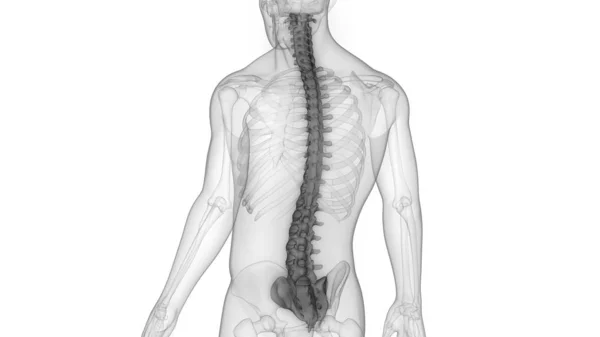 Ilustración Los Órganos Del Cuerpo Humano Columna Vertebral —  Fotos de Stock