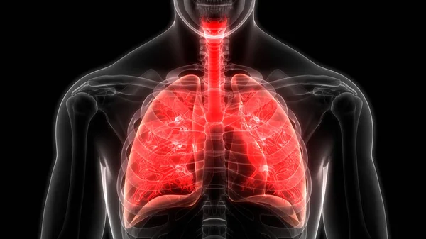 Ilustração Anatomia Pulmonar Sistema Respiratório Humano — Fotografia de Stock