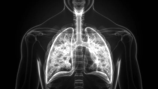 Ilustración Anatomía Pulmonar Del Sistema Respiratorio Humano — Foto de Stock