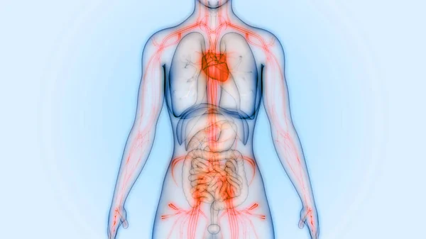 3D Illustration of Human Body Organs