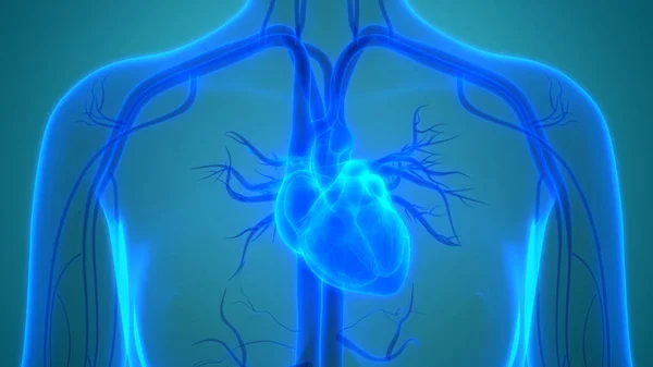 人体器官 心脏解剖学 — 图库照片