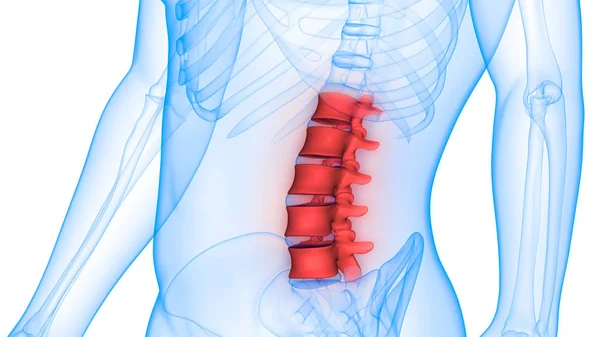 Nsan Vücut Organları Llüstrasyon Omurga — Stok fotoğraf