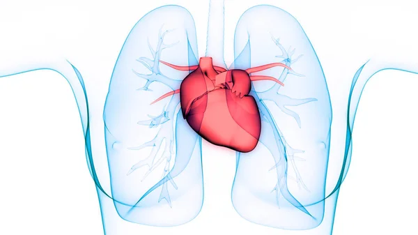 Órganos Del Cuerpo Humano Anatomía Del Corazón Los Pulmones —  Fotos de Stock