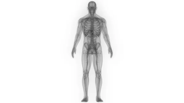 Illustration Mänskliga Skelett System Anatomi — Stockfoto