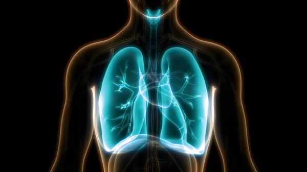 Ilustracja Ludzkiego Układu Oddechowego Anatomia Płuc — Zdjęcie stockowe