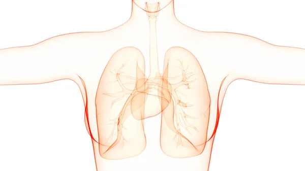 Ilustración Del Sistema Respiratorio Humano Anatomía Pulmonar —  Fotos de Stock