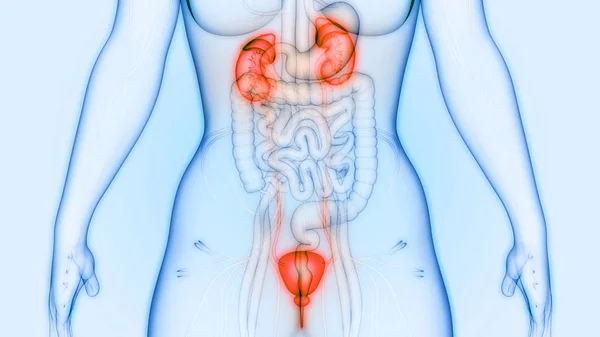 Organ Tubuh Manusia Ginjal Dengan Kandung Kemih Urin — Stok Foto