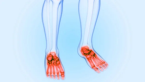人类骨骼 脚骨的插图 — 图库照片