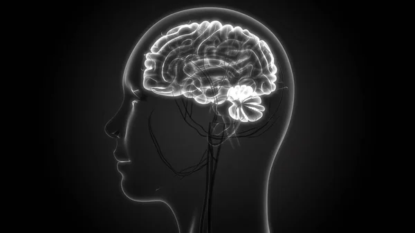3D Illustration of Human Body Organs, Brain