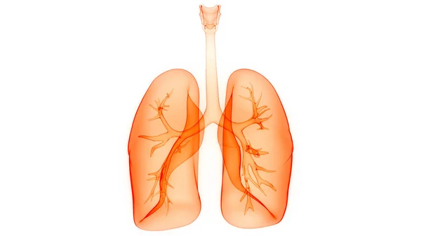 İnsan Solunum Sistemi 3d illüstrasyon, Akciğer Anatomisi
