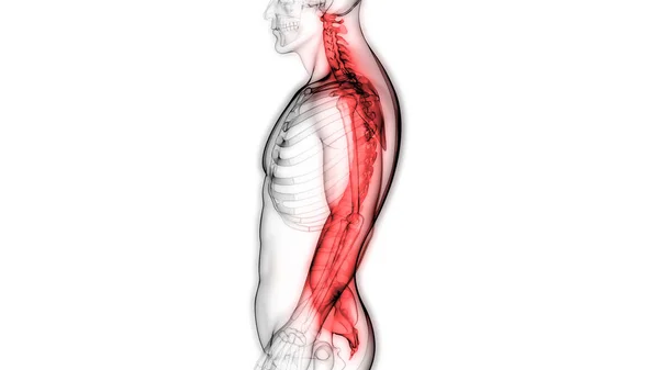 Ilustração Órgãos Corpo Humano Coluna Vertebral — Fotografia de Stock